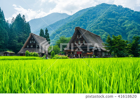 Gokayama in early summer 41618620