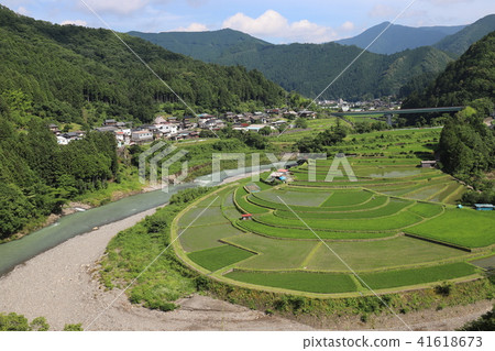 赤島的水稻梯田 赤島的水稻梯田 41618673