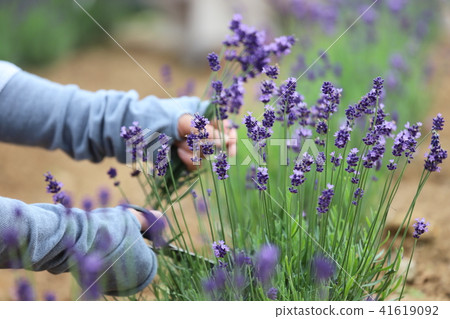 青山高原藥草園 41619092