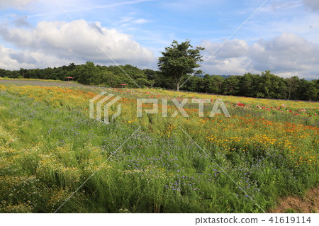 Aoyama Takahara herb garden 41619114
