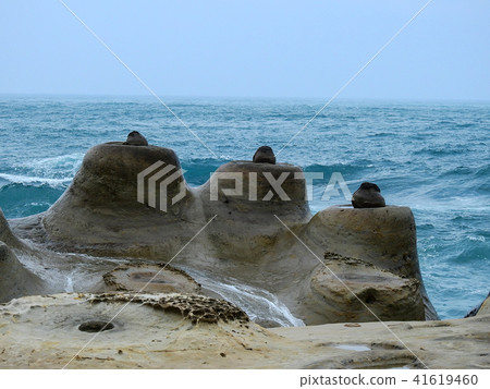 野柳海岸 41619460