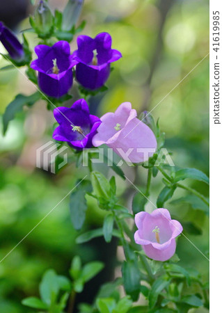 Campanula Campanula 41619985
