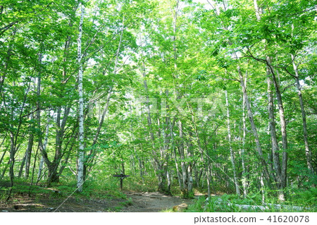 Norikura Highlands hiking trails Eco-friendly forest bathing image 41620078