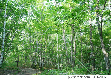 乘鞍高原健行路線 生態/森林浴形象 41620079