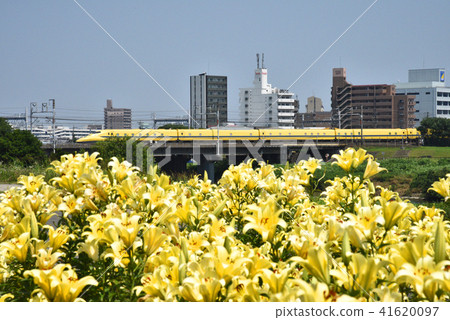 莊內川新幹線和百合 41620097