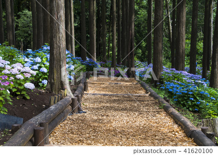 Mishima Skywalk Hydrangea Walking Path 41620100