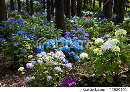 Mishima Skywalk Hydrangea Walking Path 41620101