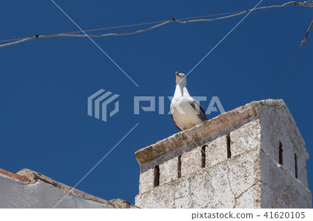 Seagull on a chimney and a blue sky 41620105
