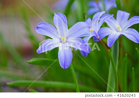 A vivid blue-purple Chionodoxa A vivid blue-purple Chionodoxa 41620243