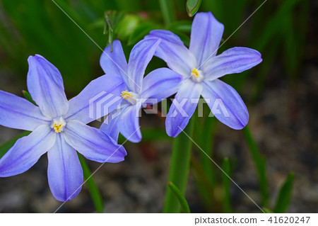 A vivid blue-purple Chionodoxa A vivid blue-purple Chionodoxa 41620247