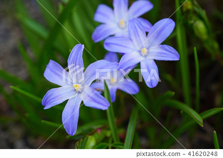 A vivid blue-purple Chionodoxa A vivid blue-purple Chionodoxa 41620248