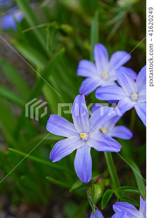 A vivid blue-purple Chionodoxa 41620249