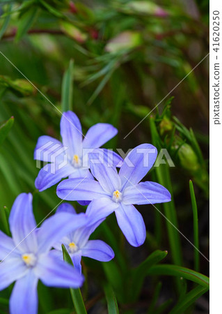 A vivid blue-purple Chionodoxa 41620250