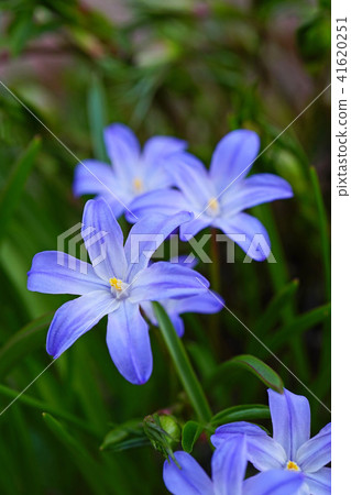 A vivid blue-purple Chionodoxa A vivid blue-purple Chionodoxa 41620251