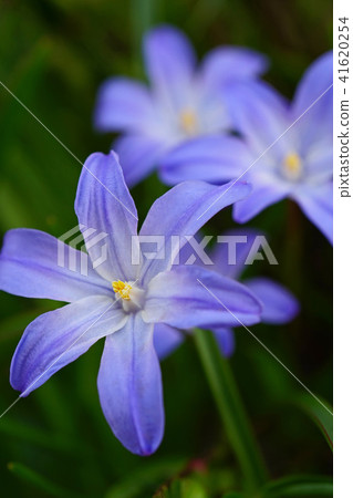 充滿活力的藍紫色 Chionodoxa 41620254