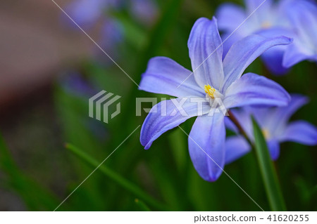 充滿活力的藍紫色 Chionodoxa 41620255