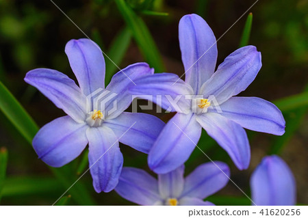 A vivid blue-purple Chionodoxa A vivid blue-purple Chionodoxa 41620256