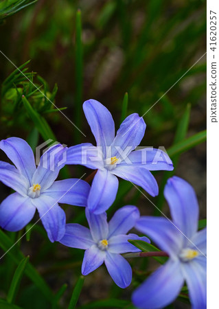 A vivid blue-purple Chionodoxa 41620257
