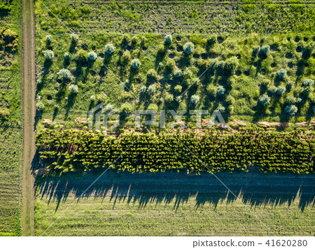 Field with pits and young trees for growing and planting the city 41620280