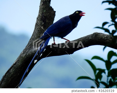 台灣藍鵲 台灣藍鵲 41620319