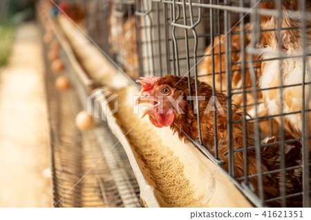 Hens and eggs on the farm. Hens and eggs on the farm. 41621351