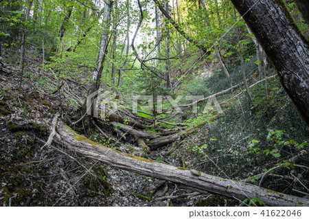 A water spring flows into a forest ravine amidst old trees. A water spring flows into a forest ravine amidst old trees. 41622046