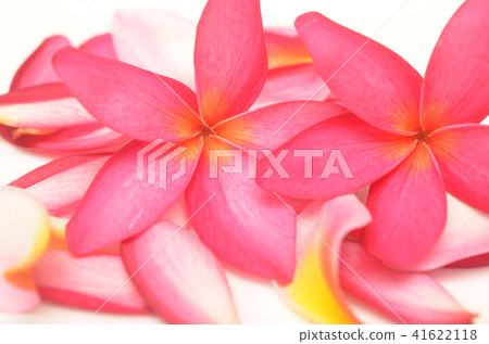 tropical flowers tropical flowers 41622118