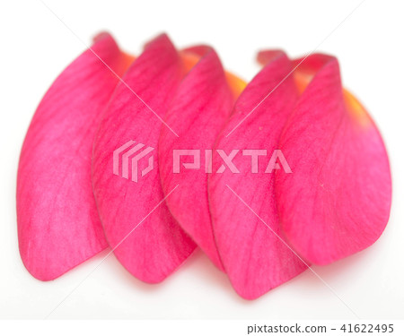 petals 41622495