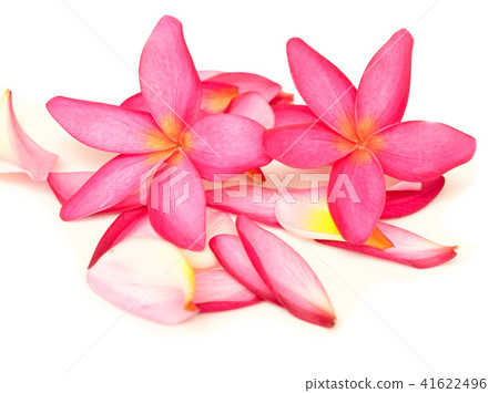 tropical flowers 41622496