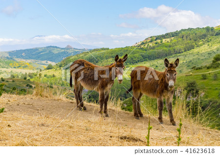 Two donkeys on a mound in a meadow 41623618