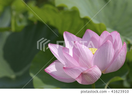蓮花古蓮花大阪蓮花 41623910