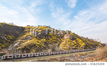 Trains passing through mountains full of yellow forsythes and mountains 41624204