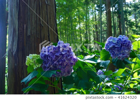 Hydrangea flowers in the forest Aritagawa-cho, Arita-gun, Wakayama Hydrangea flowers in the forest Aritagawa-cho, Arita-gun, Wakayama 41624320