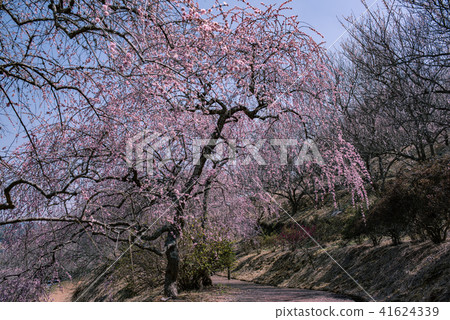 Tsuyama City Jindai Plum Village Park Tsuyama City Jindai Plum Village Park 41624339