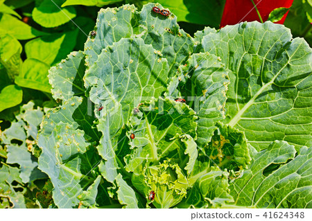 被烏龜損壞的葉子 41624348