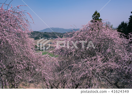 津山市神代梅之鄉公園 41624349