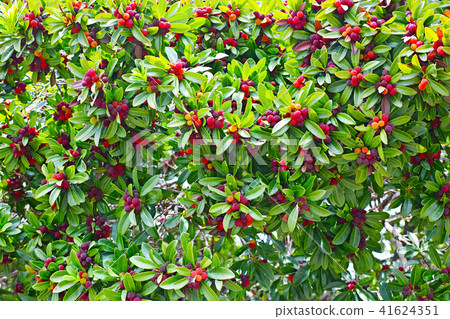 楊梅樹上長著紅色的果子 41624351