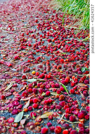 Red bayberry fruit fallen to the ground 41624357