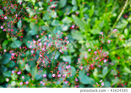 A delicate and cute creeping zinnia 41624385