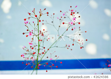 A delicate and cute creeping zinnia 41624386