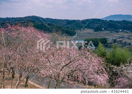 津山市神代梅之鄉公園 41624441