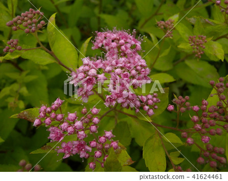 Fuji Bakama 41624461