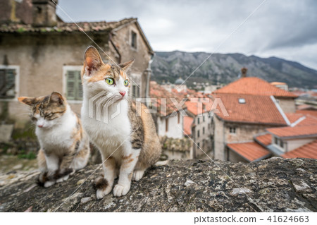 Cute cats sitting on a stone stairs Cute cats sitting on a stone stairs 41624663
