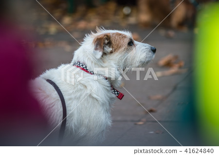 Small white dog waiting for his master 41624840
