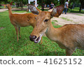 Brow-antlered deer in the zoo 41625152