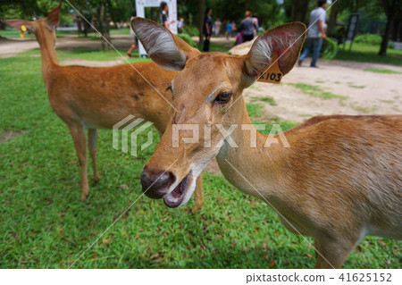 Brow-antlered deer in the zoo 41625152