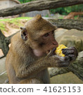 Jungle monkey eating corn 41625153
