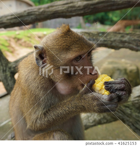 Jungle monkey eating corn Jungle monkey eating corn 41625153