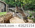 Close-up face of giraffe 41625154