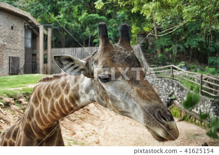Close-up face of giraffe Close-up face of giraffe 41625154